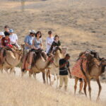 Photo Gallery Camel Ride